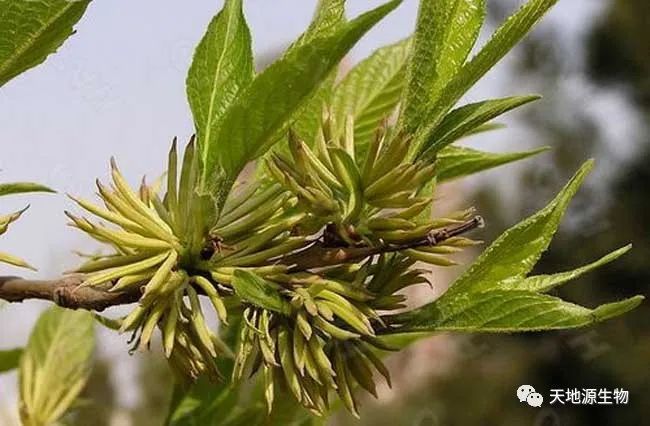 杜仲雄花——迸發(fā)無限魅力的功能(néng)性新資源食品原料