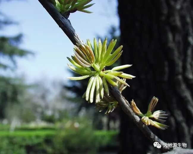 食療——杜仲雄花，護肝補腎