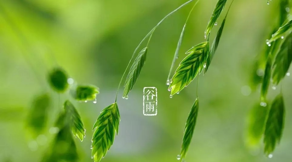 喝一碗谷雨茶，與春天告别丨天地源綠茶提取物現貨供應