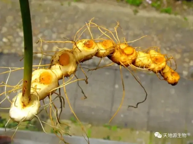 除了補氣補血，你還(hái)知道(dào)黃精其他的作用嗎？丨天地源生物黃精提取物 優質供應