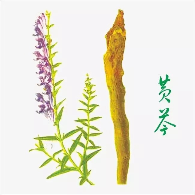 面(miàn)對(duì)疫情中醫藥大放異彩丨天地源人參/黃芪/黃芩/茯苓優質供應