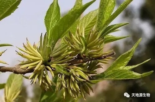 新資源食品原料——杜仲雄花丨提取物/超微粉/代用茶 優質供應