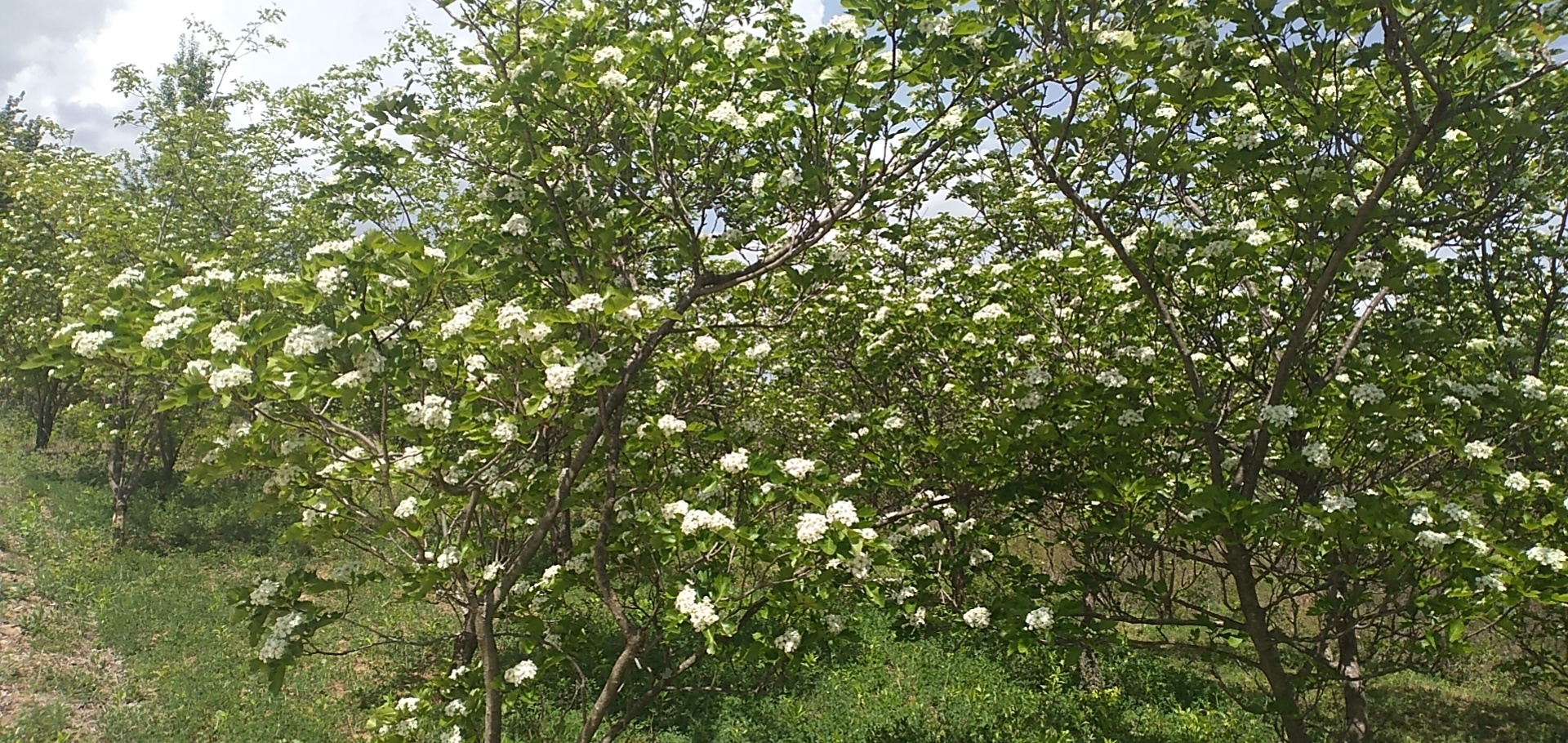 山楂樹開(kāi)花了，期待豐收丨天地源有機山楂提取物 現貨供應