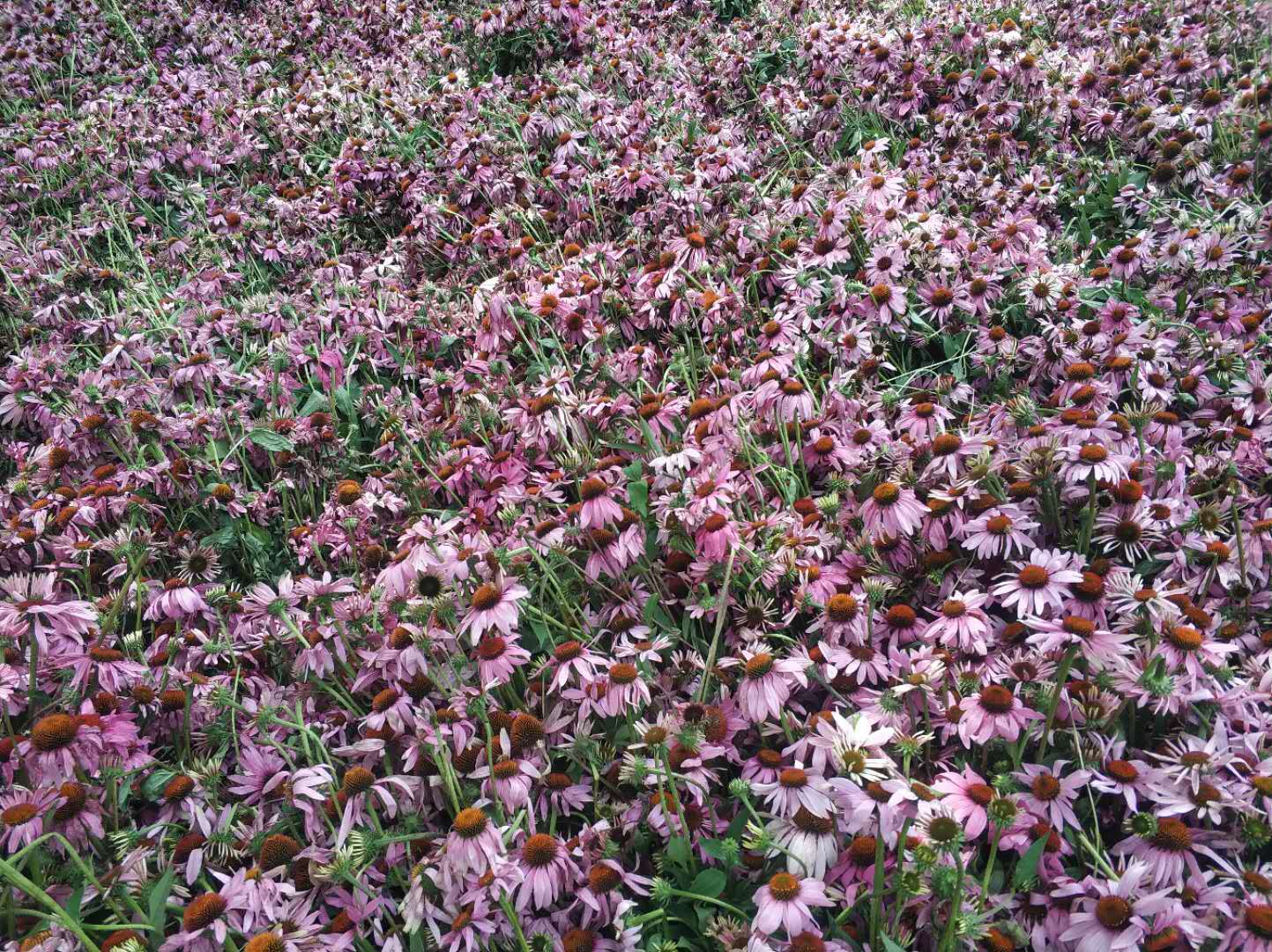 紫錐菊:增強免疫的植物丨天地源生物紫錐菊提取物 新貨供應