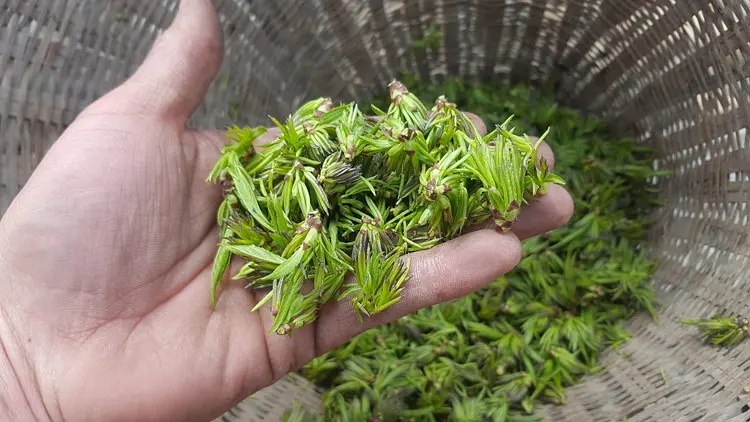 杜仲雄花“植物黃金”丨天地源生物杜仲雄花茶/超微粉即將(jiāng)上市